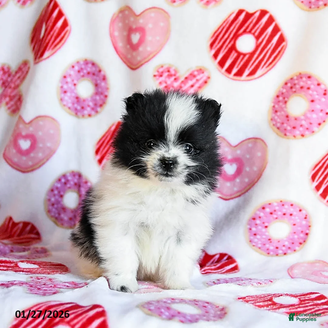 Pomeranian dogs for sale: Aspen - Ad 1