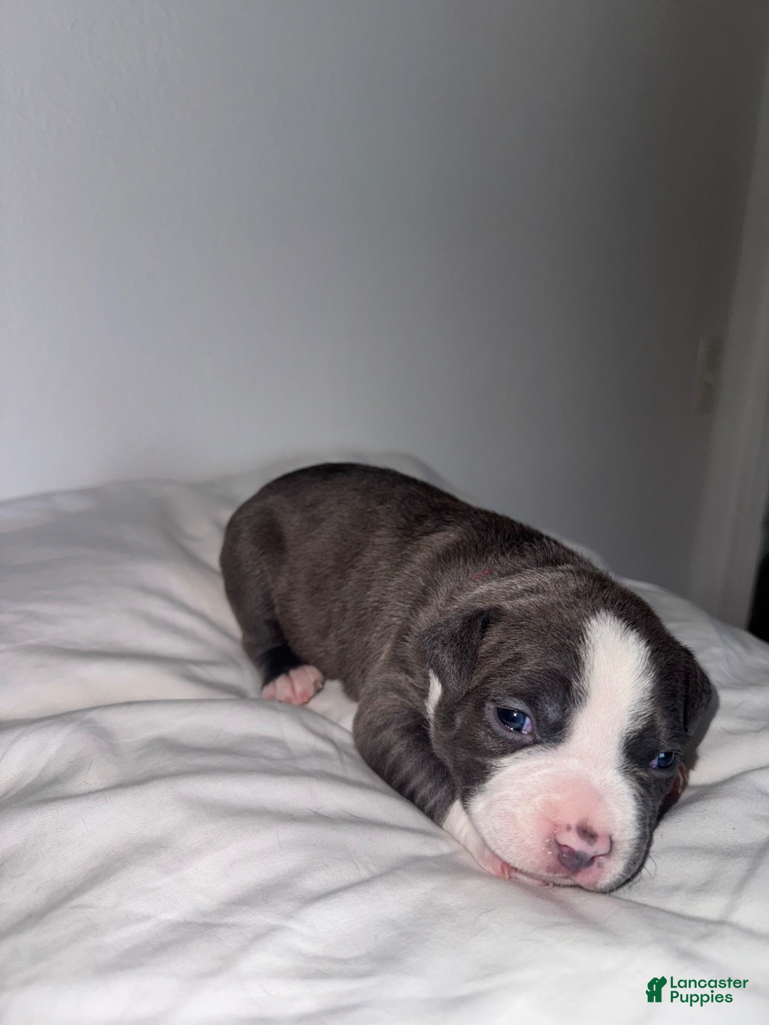 Mixed Breed dogs (Pink) American bully and frenchie mix - Ad 42