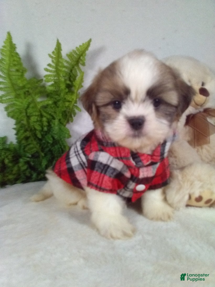 Shih Tzu dogs Myles - Ad 1