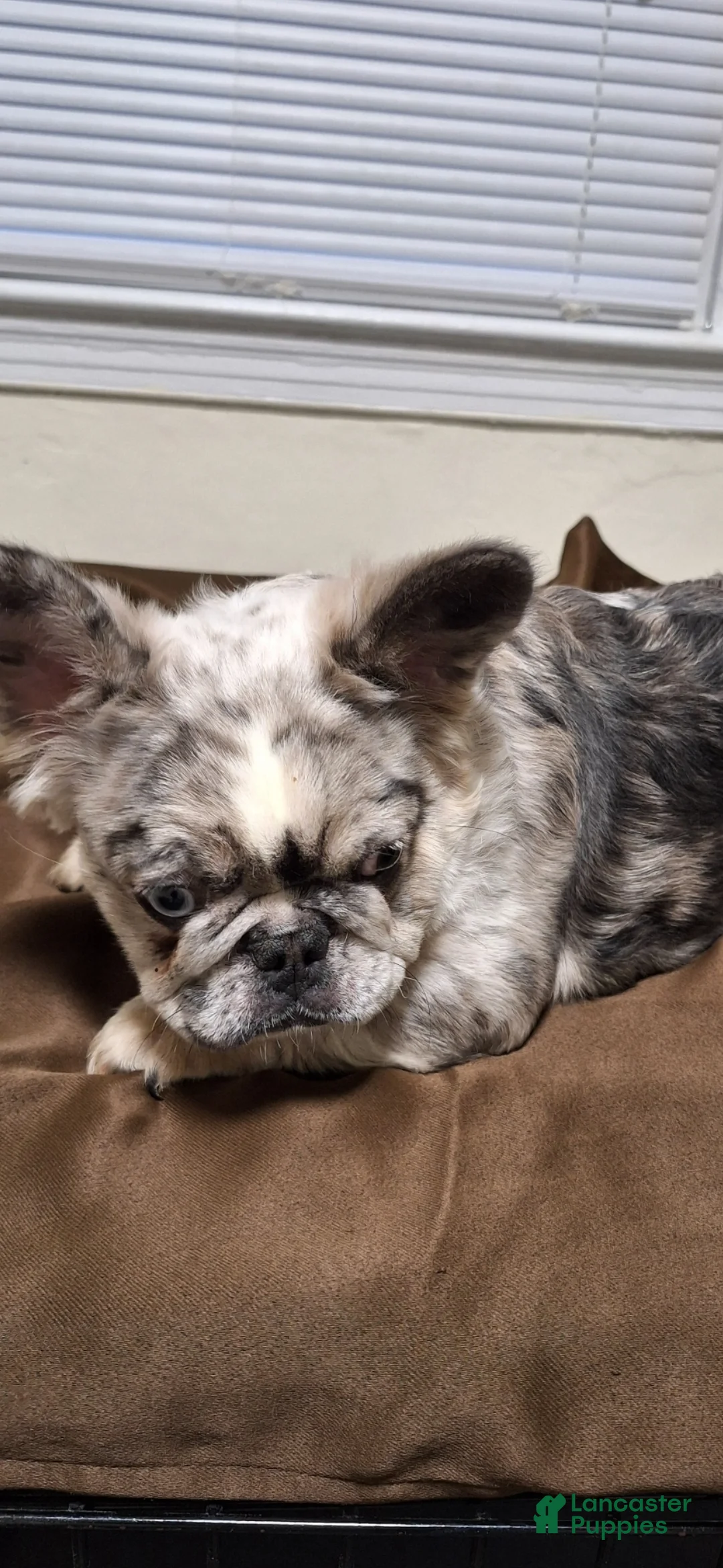 French Bulldog dogs for sale: Princess  - Ad 6