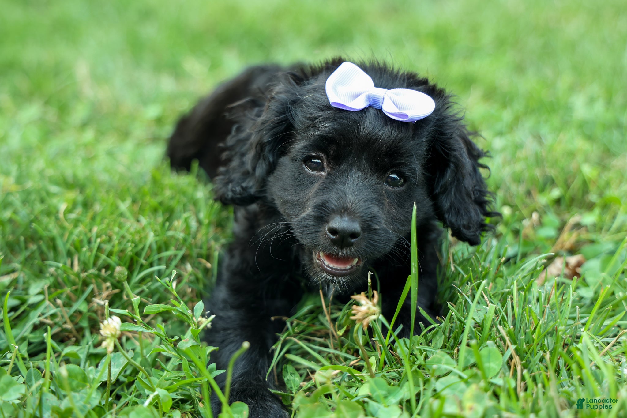 Cavapoo dogs Raya🎀 - Ad 1