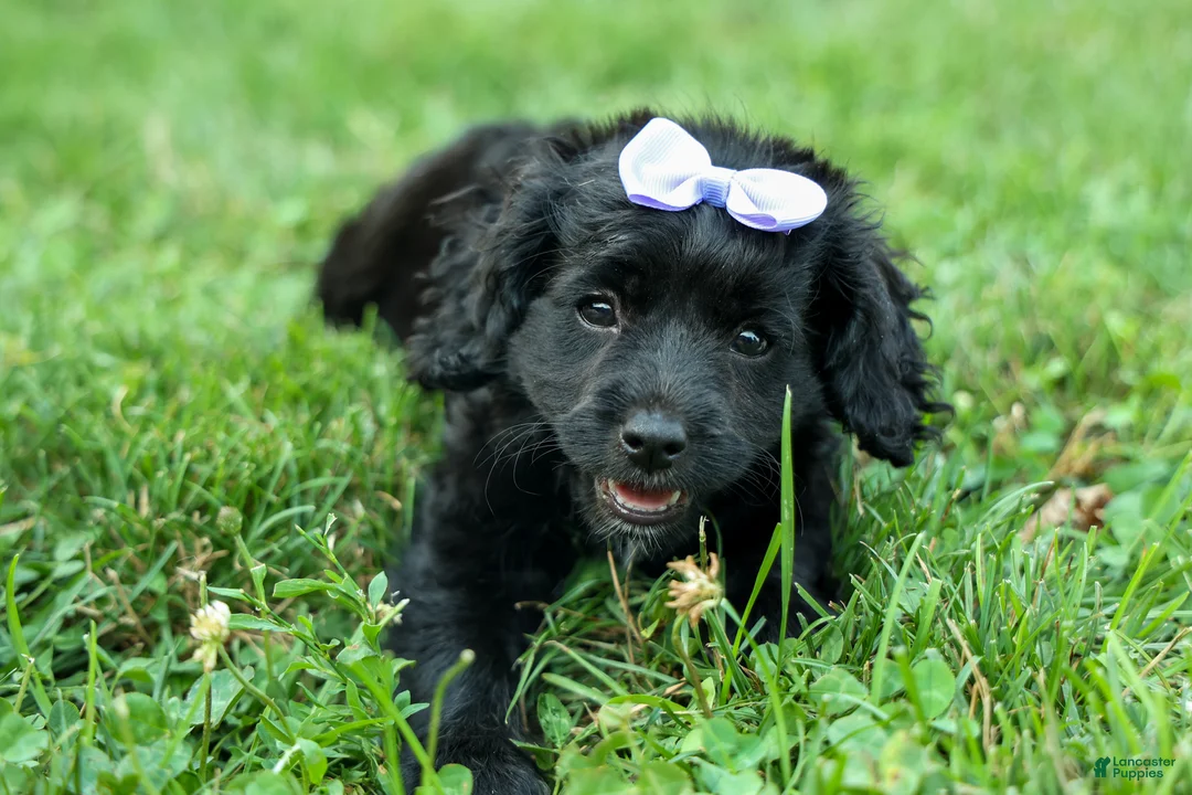 Cavapoo dogs for sale: Raya🎀 - Ad 1