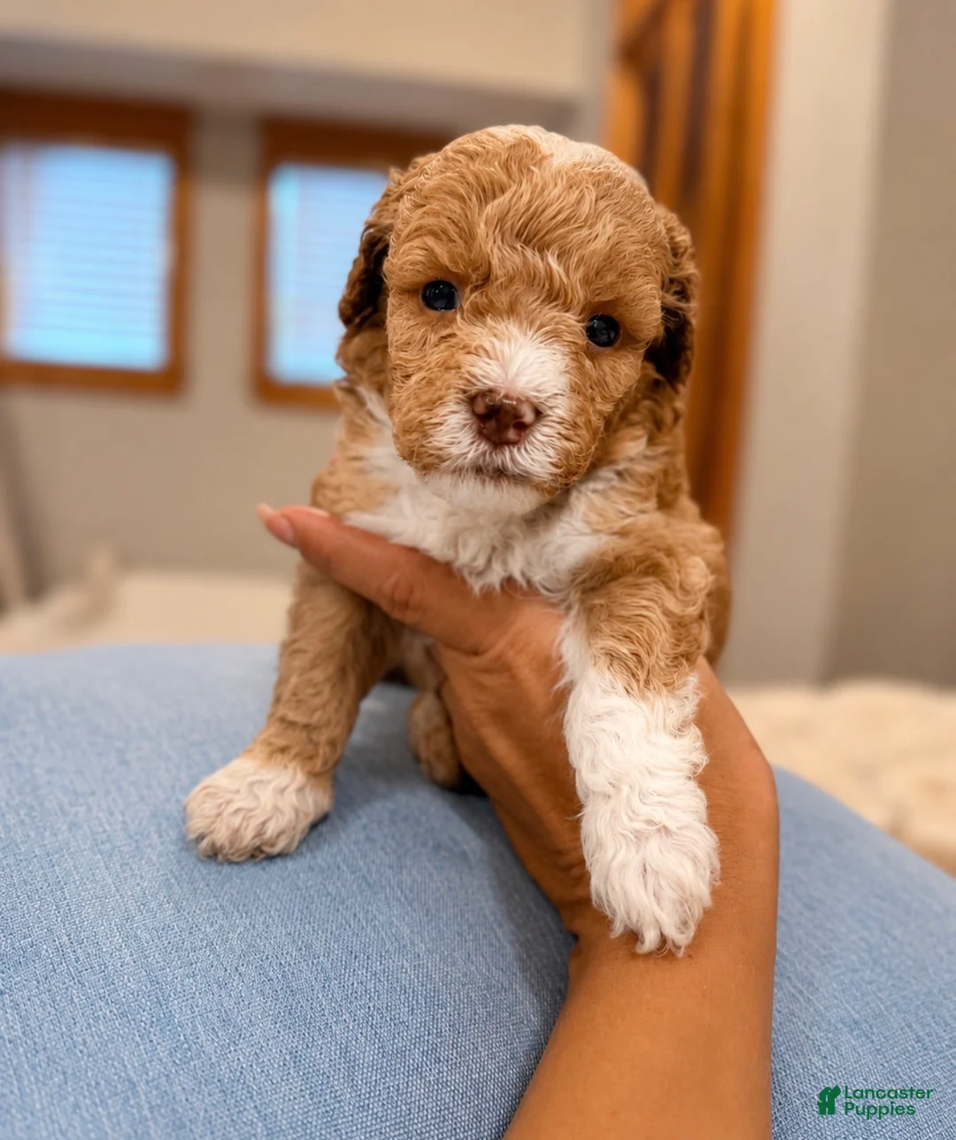 Miniature Poodle dogs for sale: Finn - Ad 1