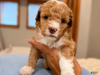 Miniature Poodle dogs for sale: Finn - Ad 3
