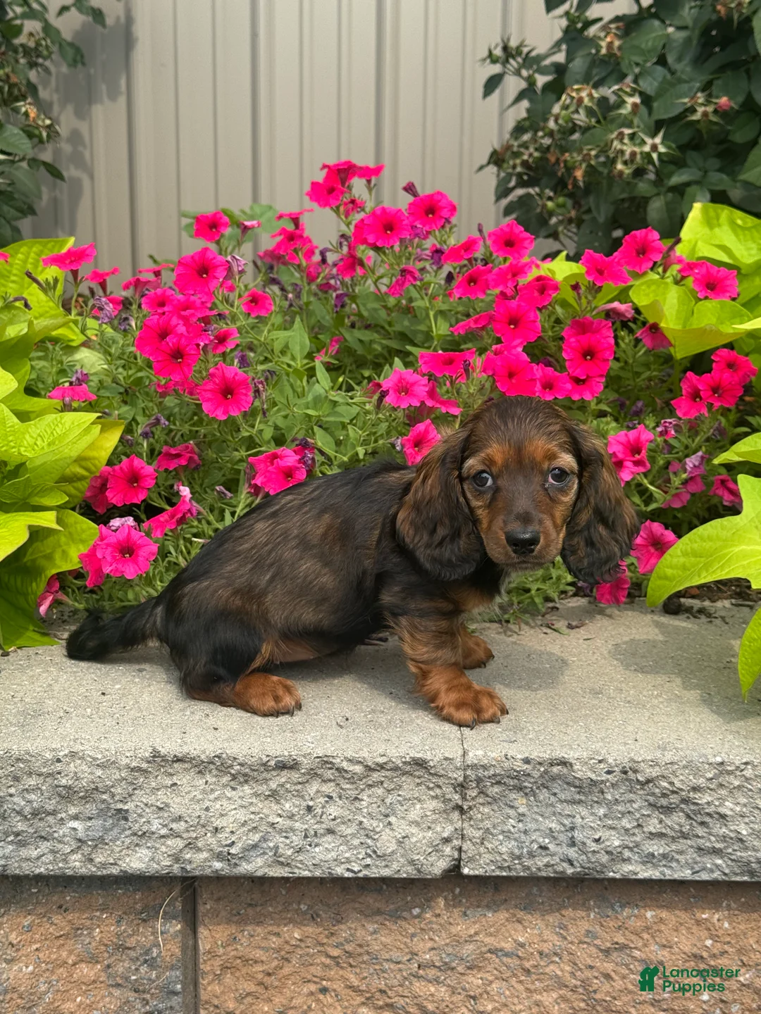 Miniature Dachshund dogs for sale: Dolly - Ad 2