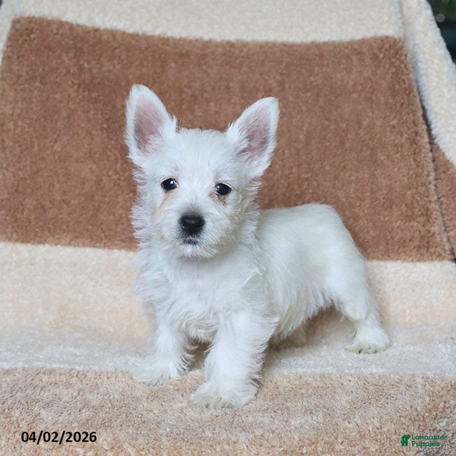 West Highland Terrier dogs Winston - Ad 1