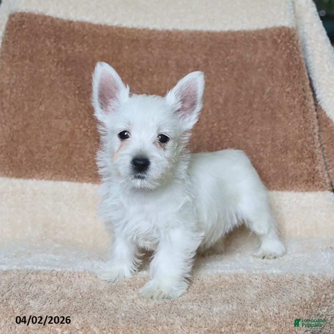 West Highland Terrier dogs for sale: Winston - Ad 1