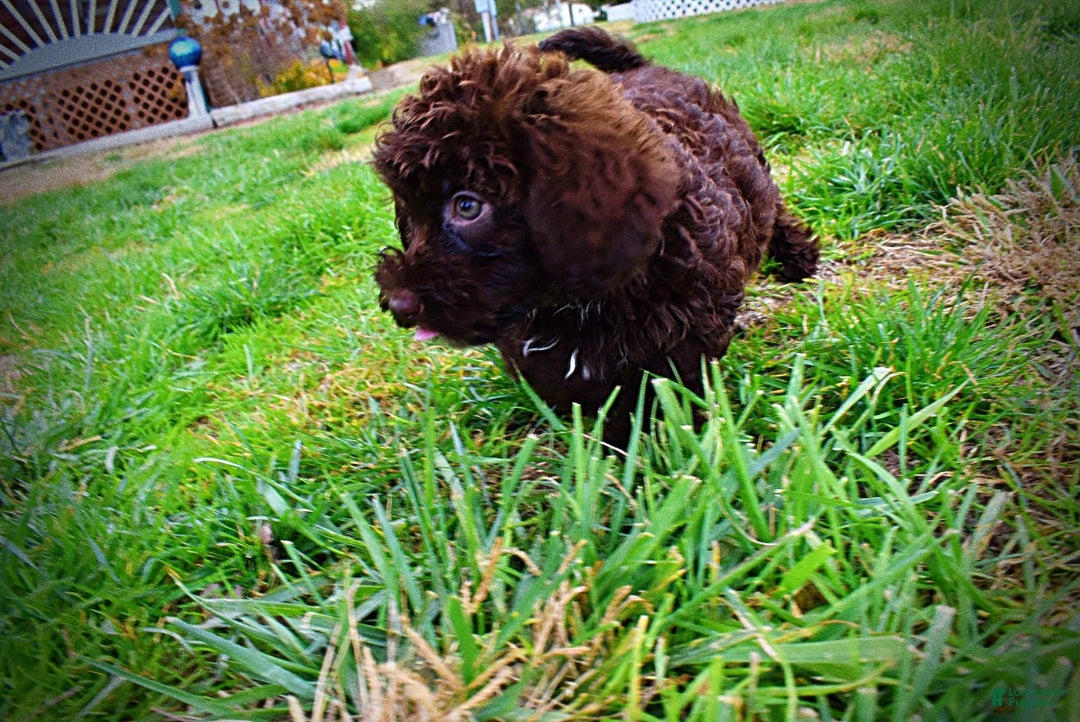 Havapoo dogs for sale: Lady - Ad 19