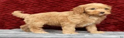 Cavapoo dogs for sale: Sandy - Ad 5