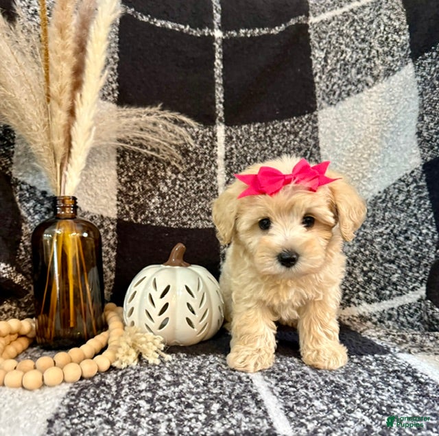 Schnoodle dogs Lucy - Ad 2