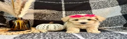 Schnoodle dogs for sale: Lucy - Ad 2