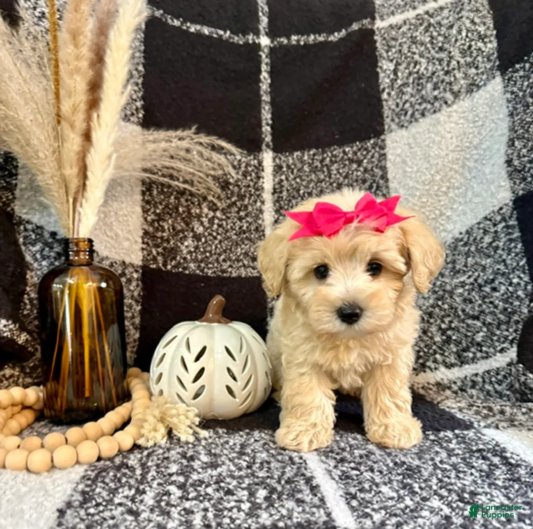 Schnoodle dogs for sale: Lucy - Ad 2