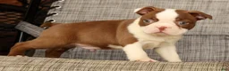 Boston Terrier dogs for sale: Wilbur - Ad 6