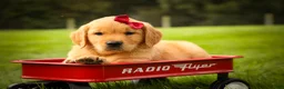 Golden Retriever dogs for sale: Rocco✨ - Ad 7