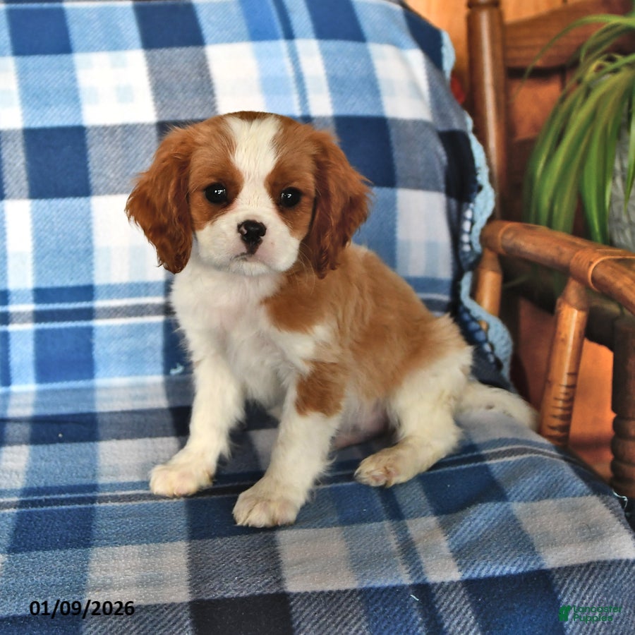Cavalier King Charles Spaniel dogs Rover - Ad 24