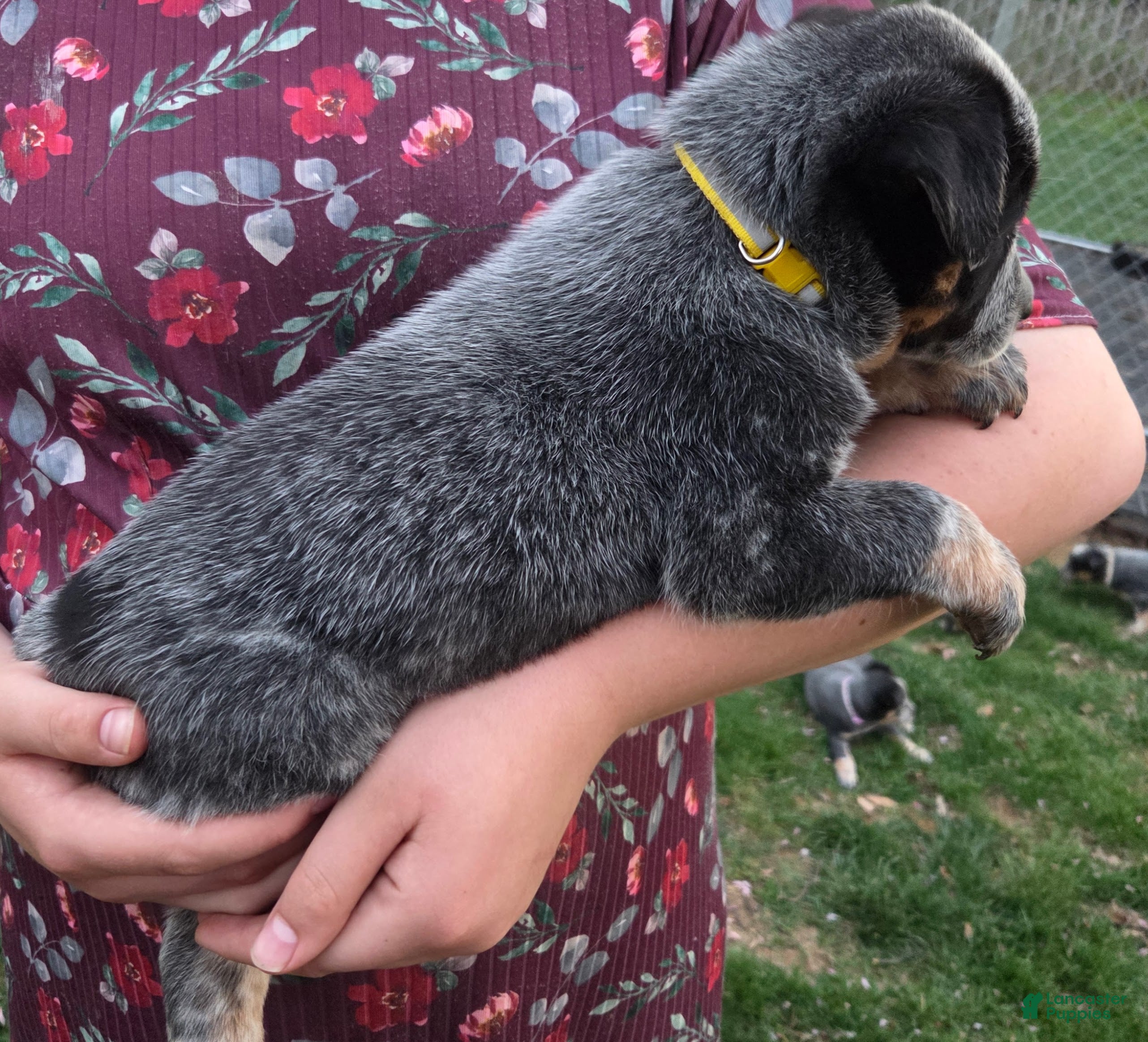 Australian Cattle Dog dogs Juniper - Ad 2