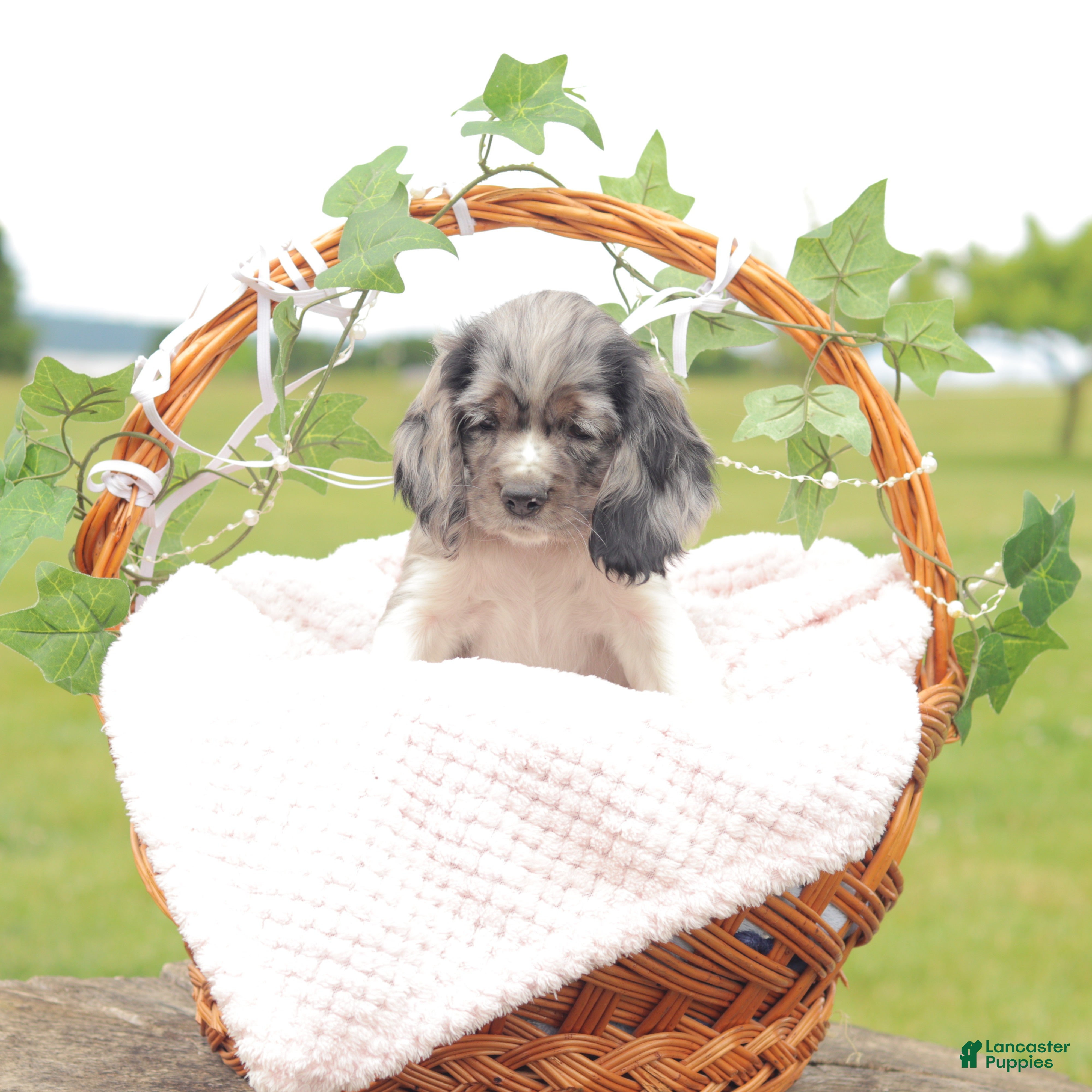 Cocker Spaniel dogs Lilly - Ad 2