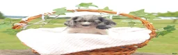 Cocker Spaniel dogs for sale: Lilly - Ad 2