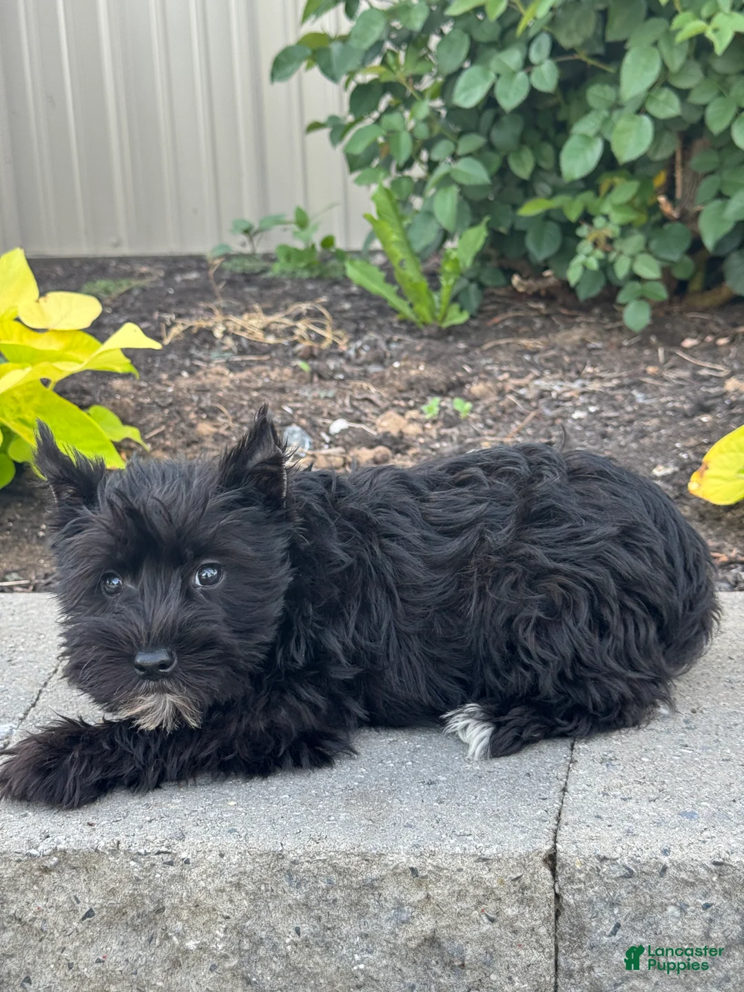 Miniature Schnauzer dogs for sale: Maverick 🦥 - Ad 2