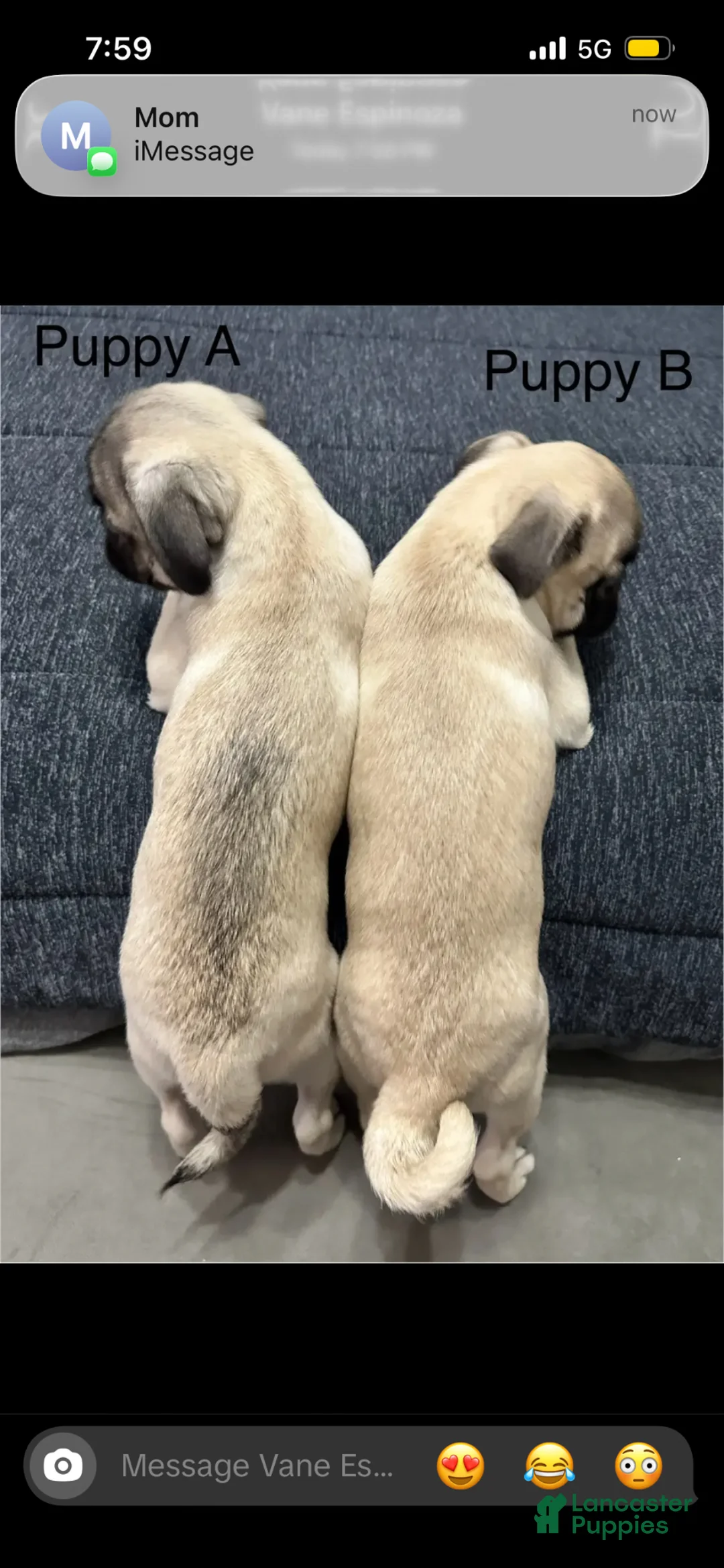 Pug dogs for sale: Pug litter of 6 puppies - Ad 2