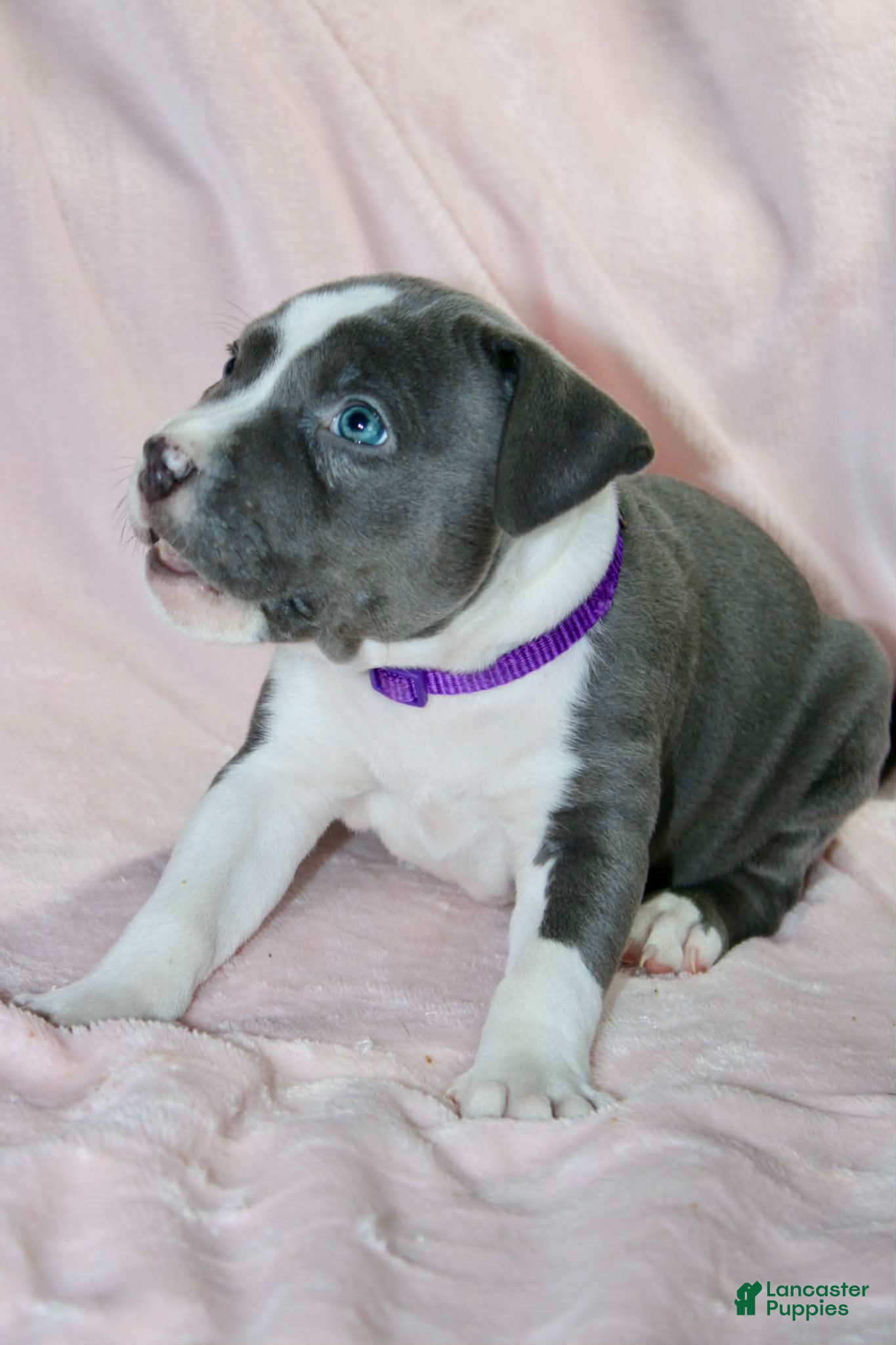 American Bully dogs Cassie Cage - Ad 2