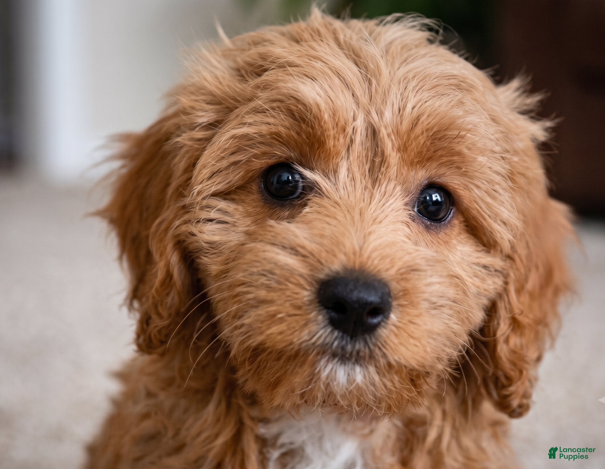 Cavapoo dogs Betty - Ad 2
