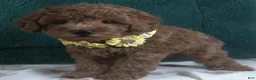 Miniature Poodle dogs for sale: Miniature Poodle Puppy 1 - Ad 4