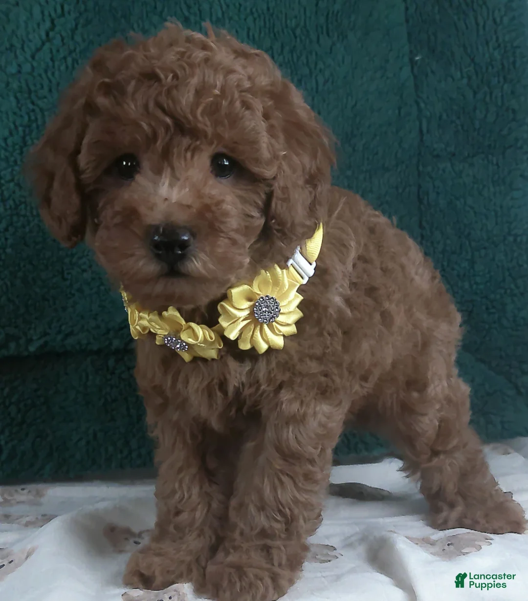 Miniature Poodle dogs for sale: Miniature Poodle Puppy 1 - Ad 4