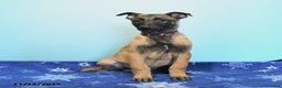 Belgian Malinois dogs for sale: Pearl  - Ad 2