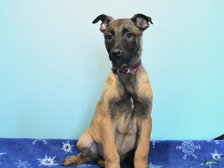 Belgian Malinois dogs Pearl - Ad 1