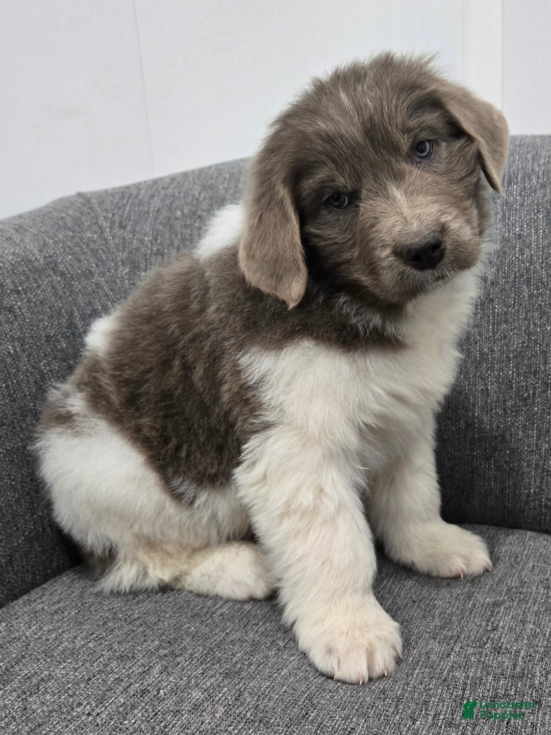 Newfoundland dogs for sale: Betsy - Ad 2