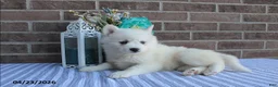 Pomsky dogs for sale: Penelope - Ad 3