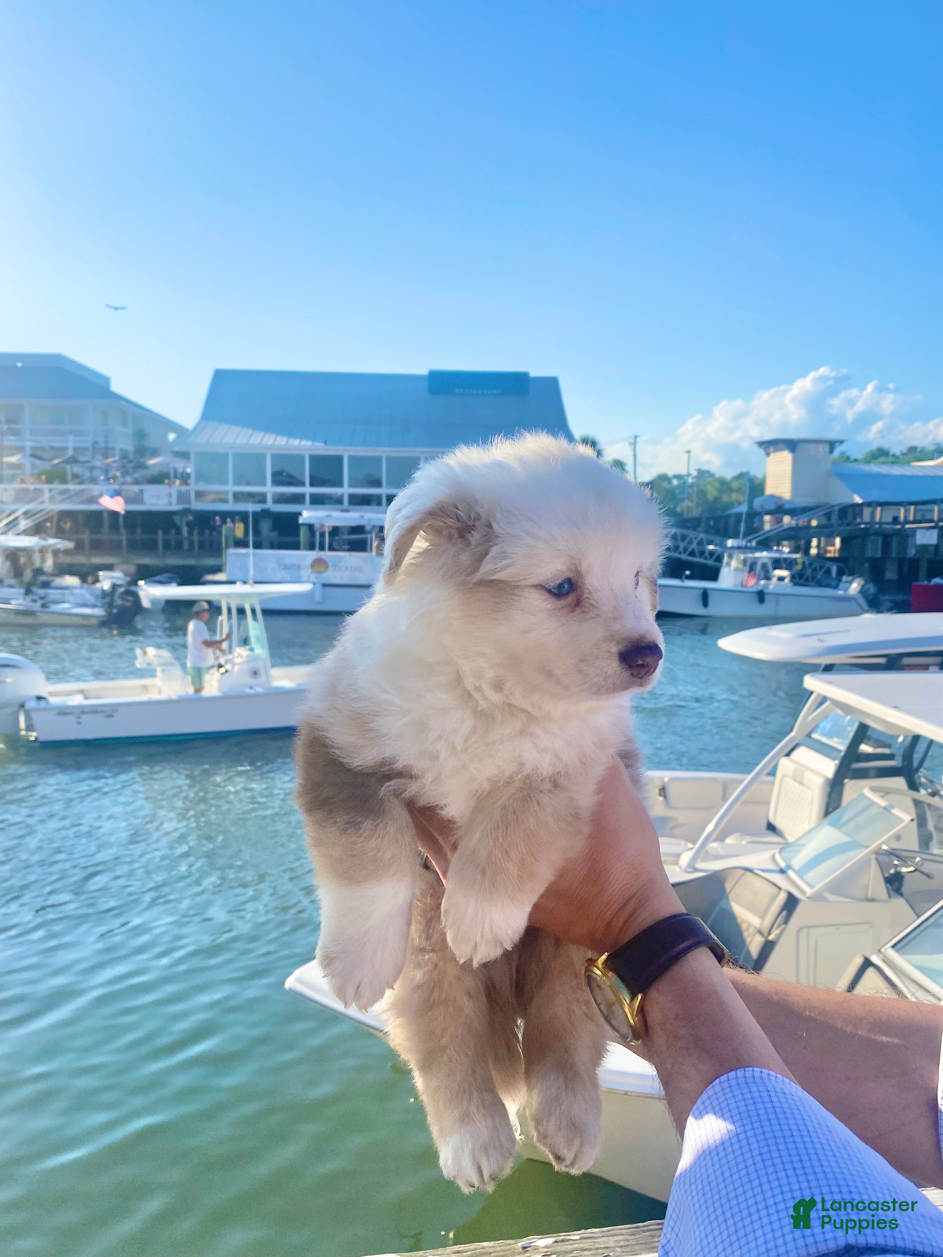 Australian Shepherd dogs Churchy Winston - Ad 2
