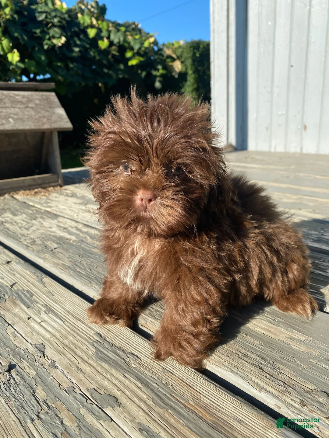 Shih Tzu dogs for sale: Tucker - Ad 11