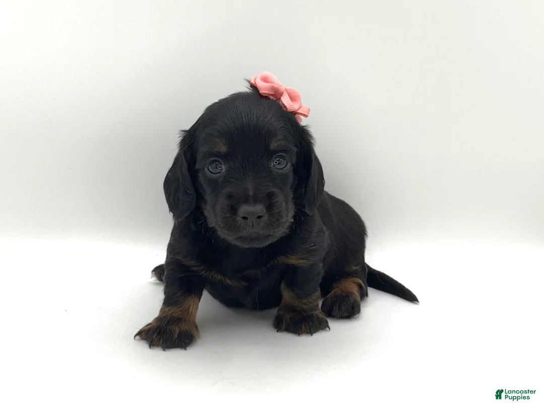Miniature Dachshund dogs for sale: Kayle - Ad 7