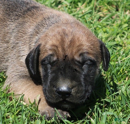 Mixed Breed dogs Boomer - Ad 15