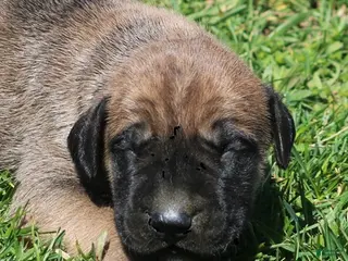 Mixed Breed dogs Boomer - Ad 6