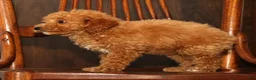 Miniature Poodle dogs for sale: Layla - Ad 9