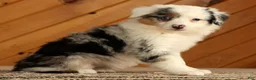 Australian Shepherd dogs for sale: Tina - Ad 3