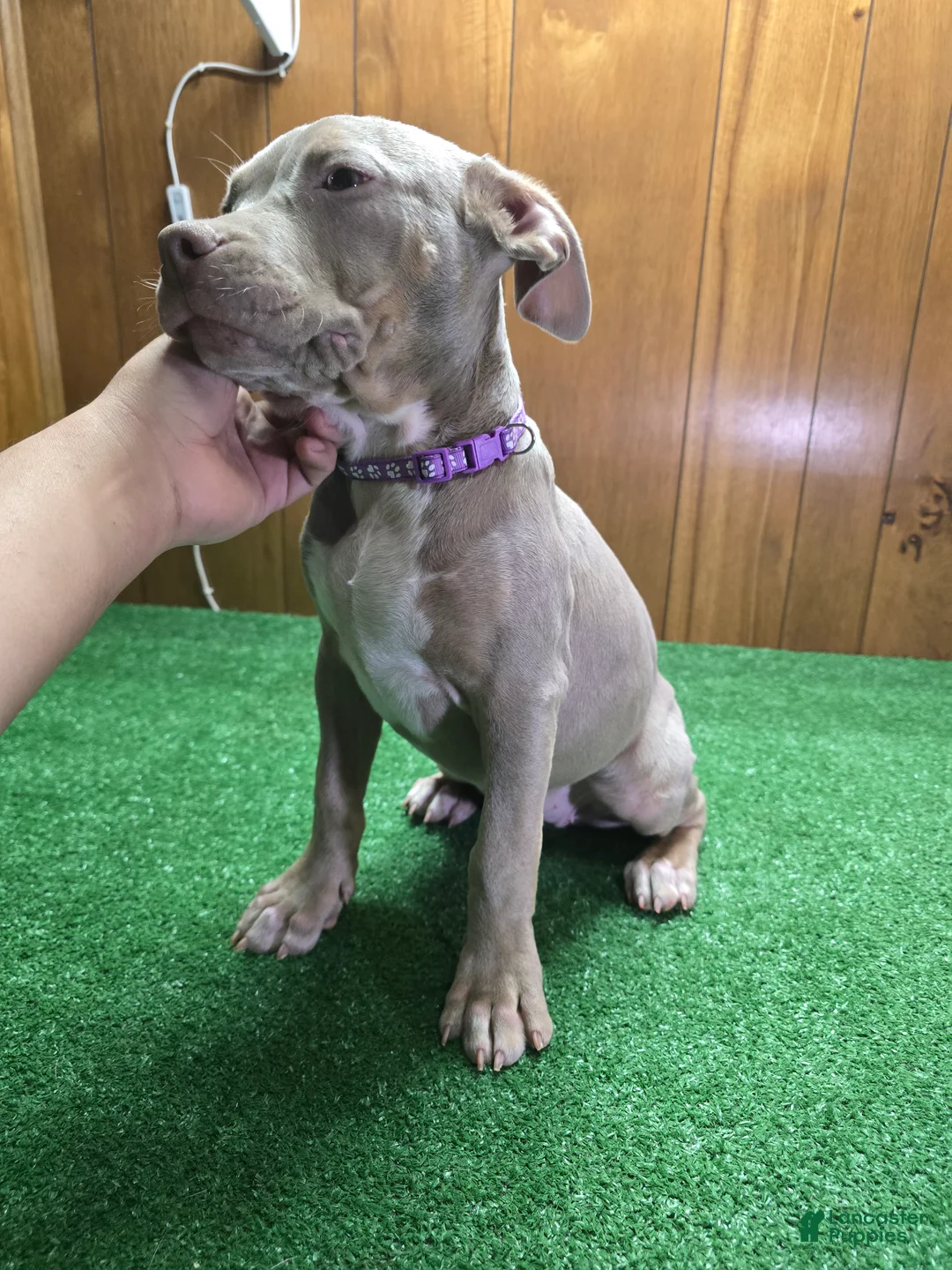 American Bully dogs for sale: Leena - Ad 1