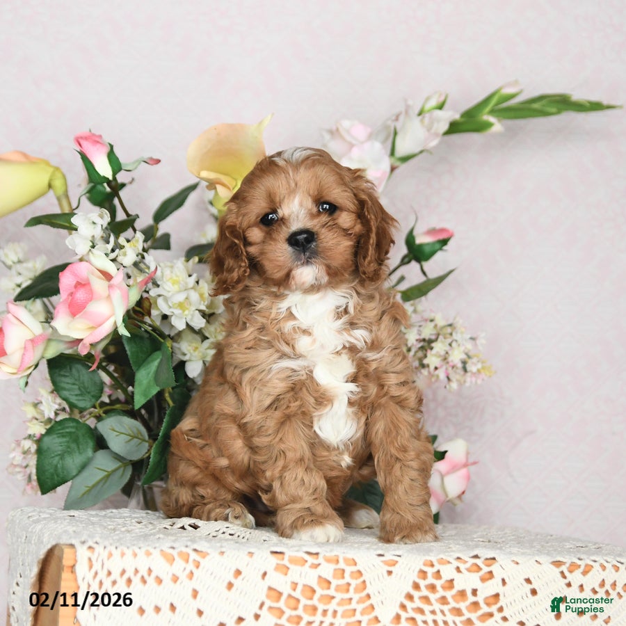 Cavapoo dogs Ivan - Ad 2