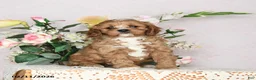 Cavapoo dogs for sale: Ivan - Ad 6