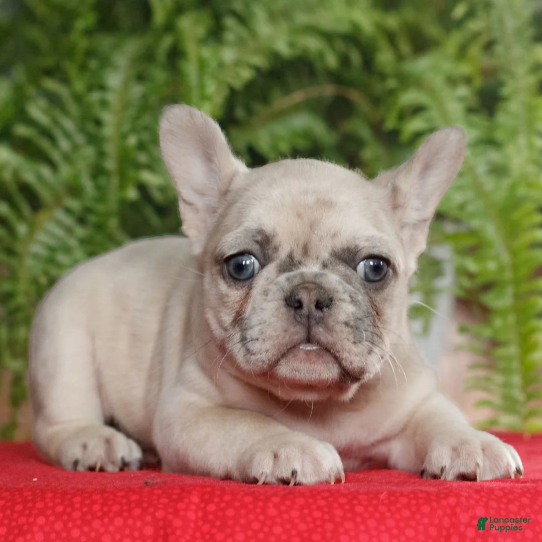 French Bulldog dogs for sale: Maya  - Ad 2