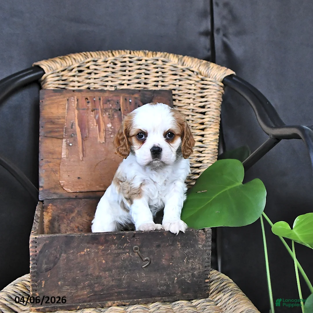 Cavalier King Charles Spaniel dogs for sale: Darcy - Ad 1