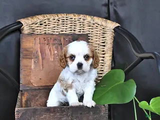 Cavalier King Charles Spaniel dogs for sale: Darcy - Ad 2