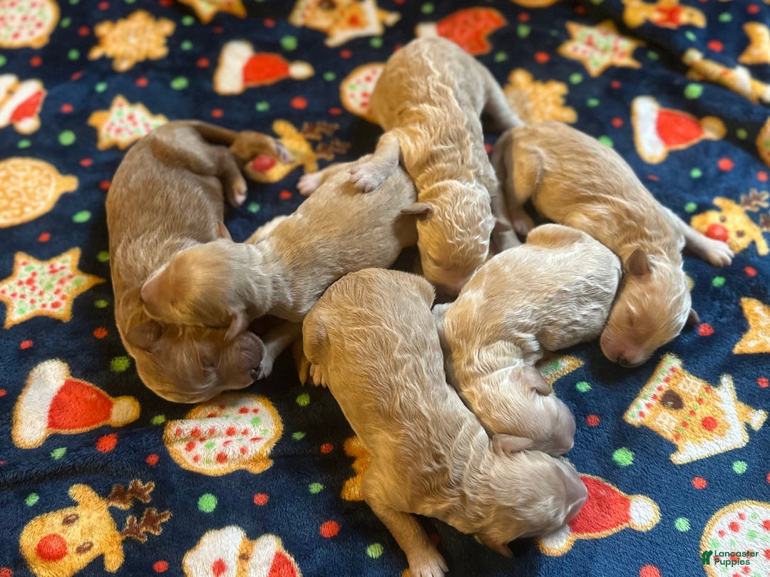 Goldendoodle dogs for sale: Buzz - Ad 8