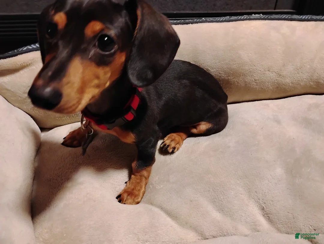 Dachshund dogs for sale: Dachshund Puppy 1 - Ad 1