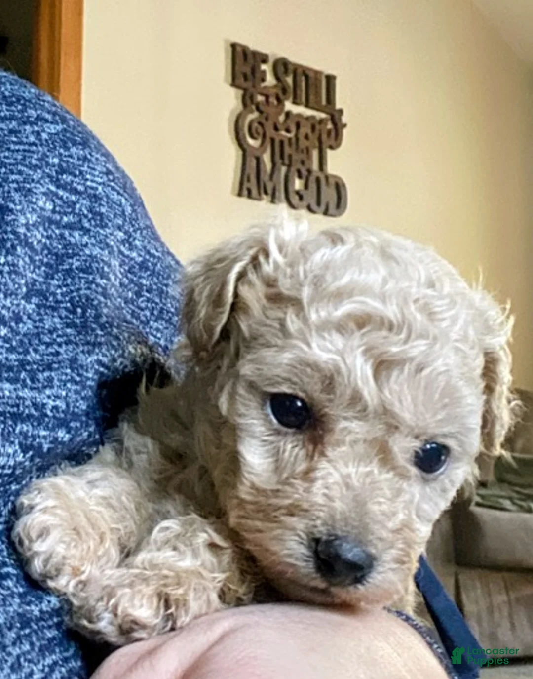Toy Poodle dogs for sale: SWEET CAMERON  - Ad 3