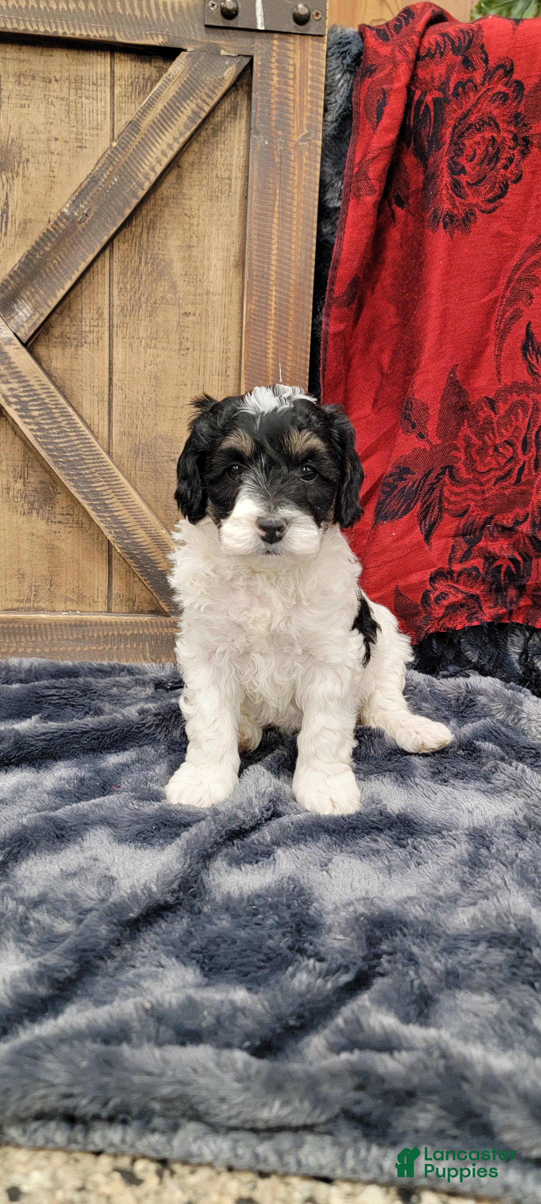 Cockapoo dogs Sis - Ad 2