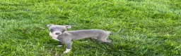 Italian Greyhound dogs for sale: Sydney  - Ad 4
